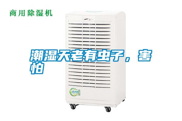 潮濕天老有蟲(chóng)子，害怕