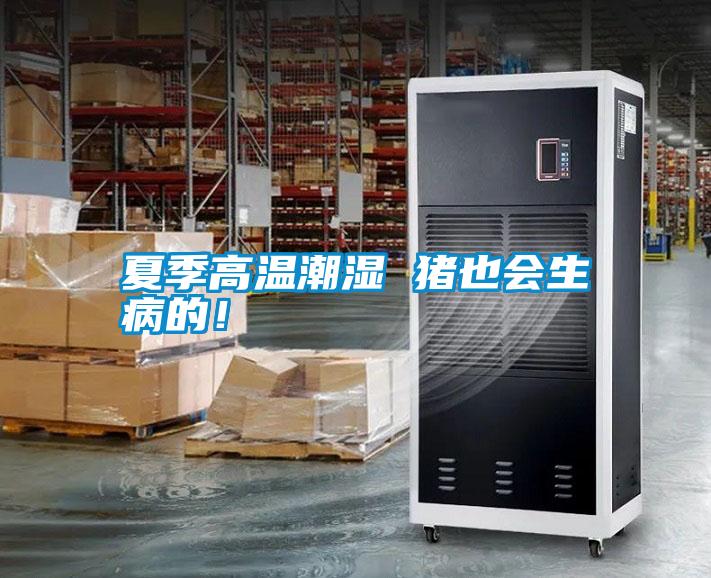 夏季高溫潮濕 豬也會生病的！