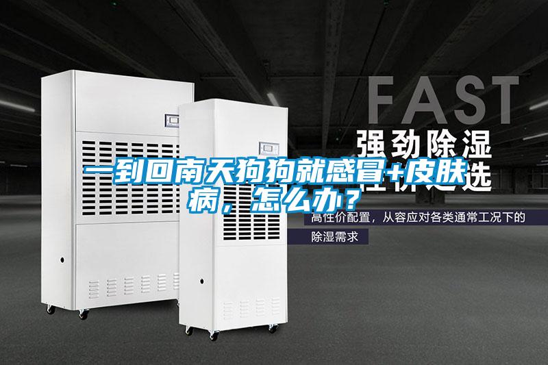 一到回南天狗狗就感冒+皮膚病，怎么辦？