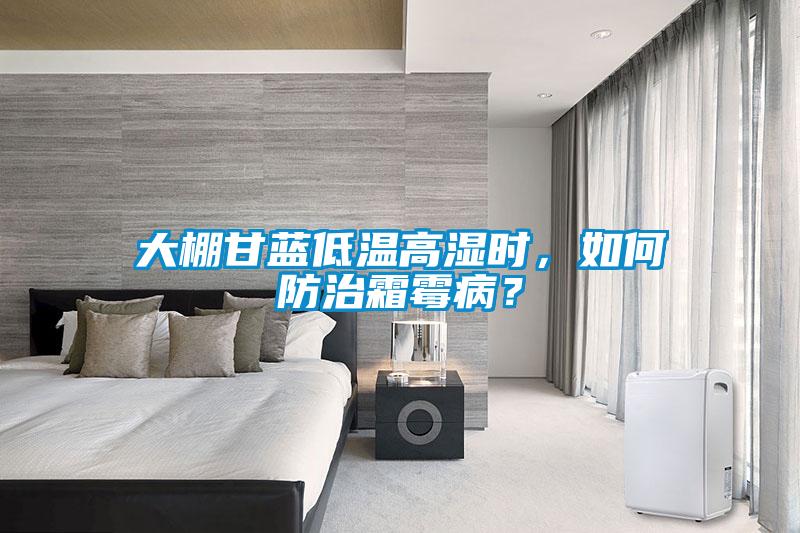 大棚甘藍(lán)低溫高濕時(shí)，如何防治霜霉??？