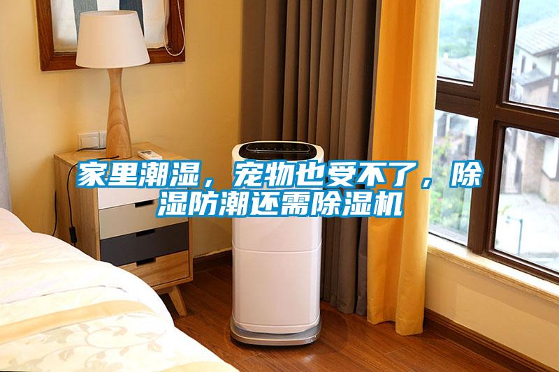 家里潮濕，寵物也受不了，除濕防潮還需除濕機