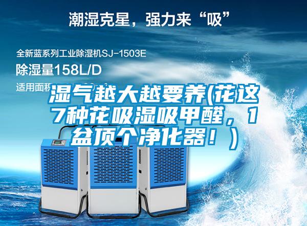 濕氣越大越要養(yǎng)(花這7種花吸濕吸甲醛，1盆頂個凈化器！)
